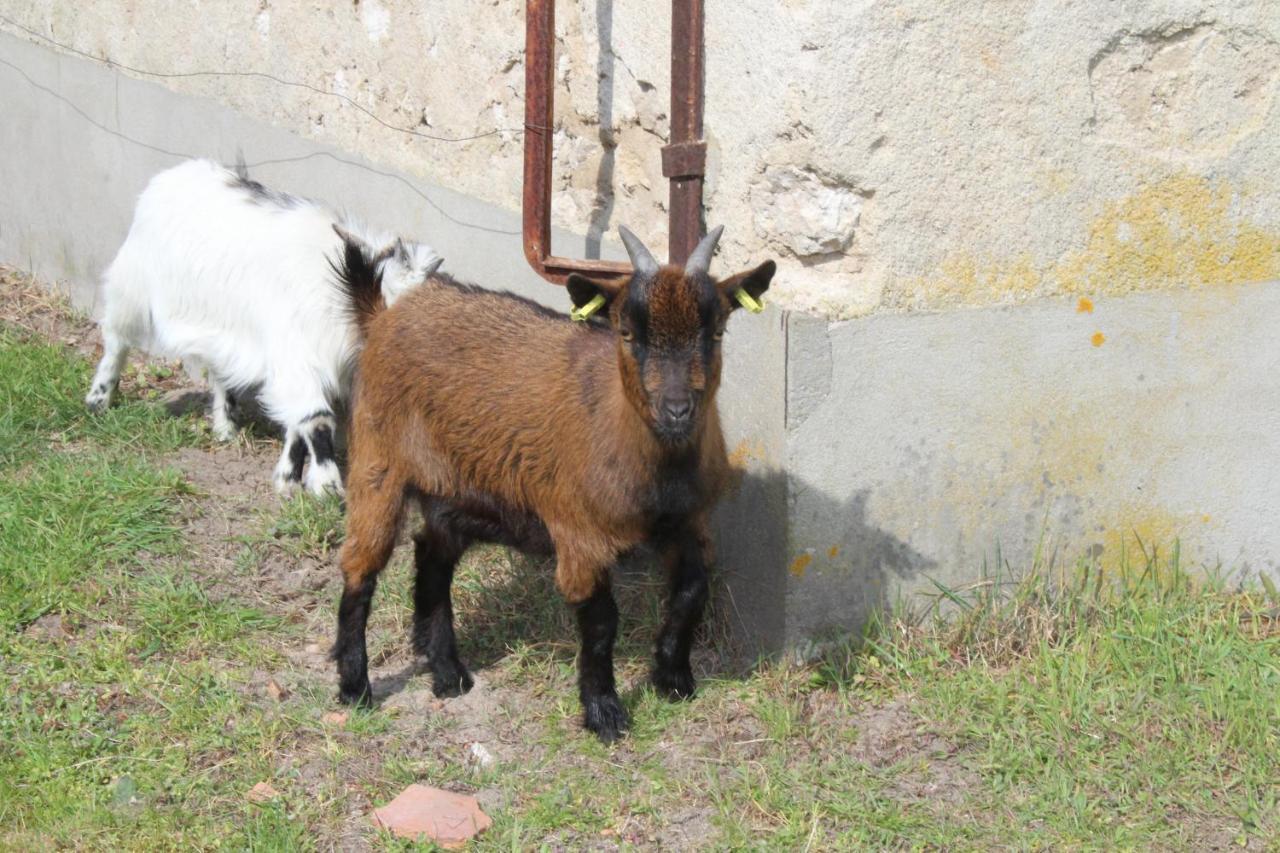 Ferme Des Poulardieres Crouy-sur-Cosson Esterno foto
