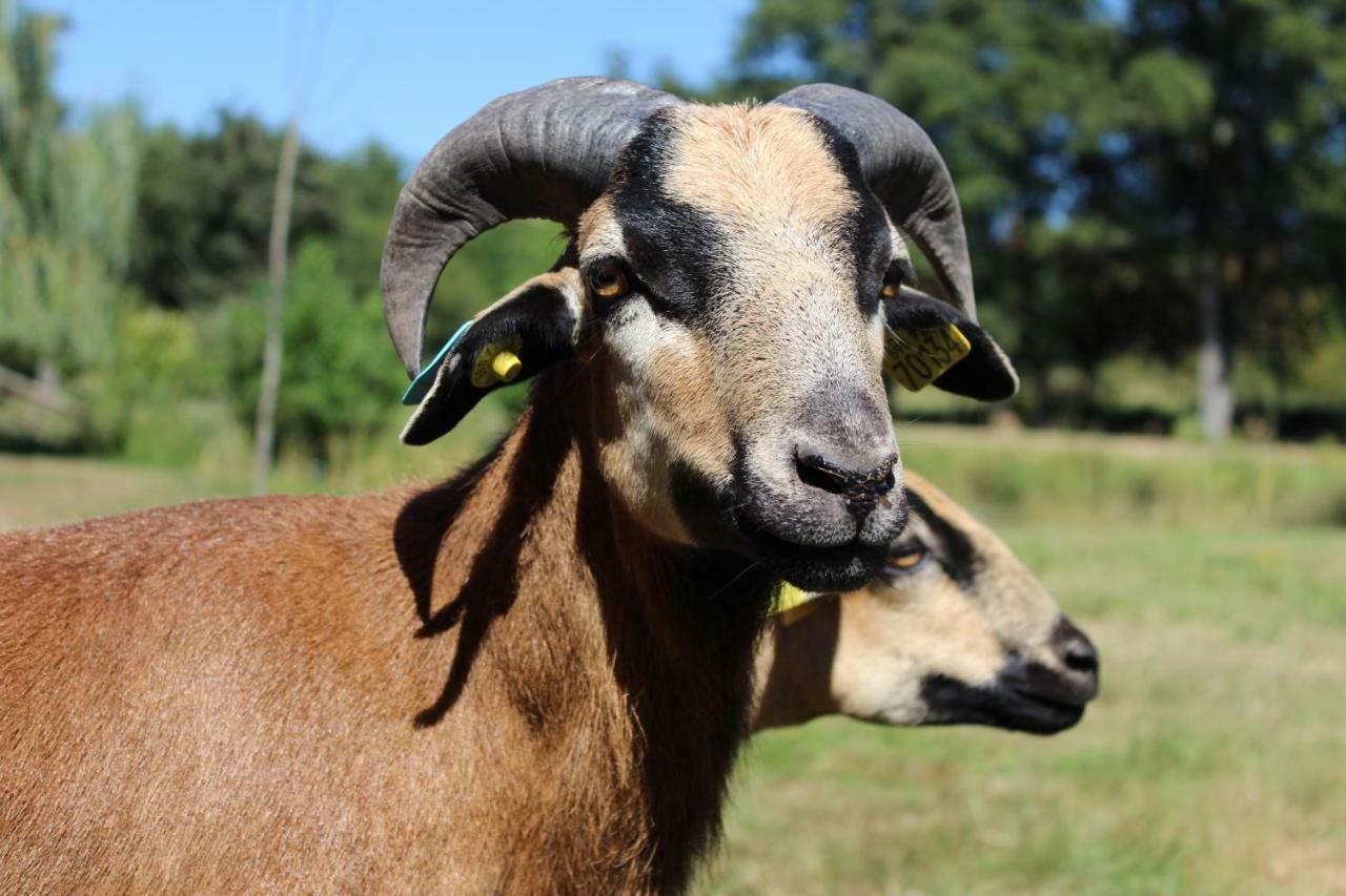 Ferme Des Poulardieres Crouy-sur-Cosson Esterno foto